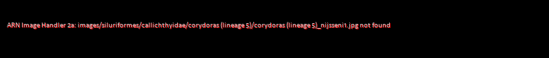 Corydoras (lineage 5) nijsseni
